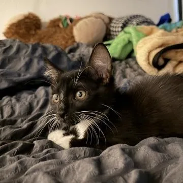A baby small-sized male Black Domestic Short Hair cat named Ross Geller for adoption in Los Angeles, CA