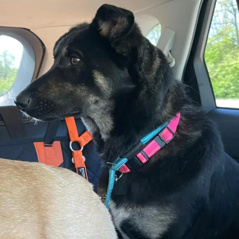 An adult medium-sized female Black Shepherd dog named Mocha for adoption in Columbia Station, OH