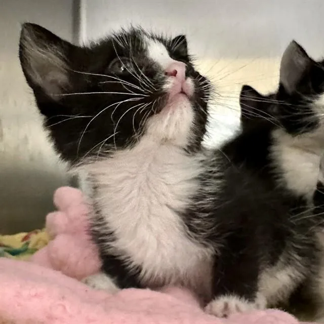 A baby small-sized female Domestic Short Hair cat named Diane for adoption in Riverside, CA