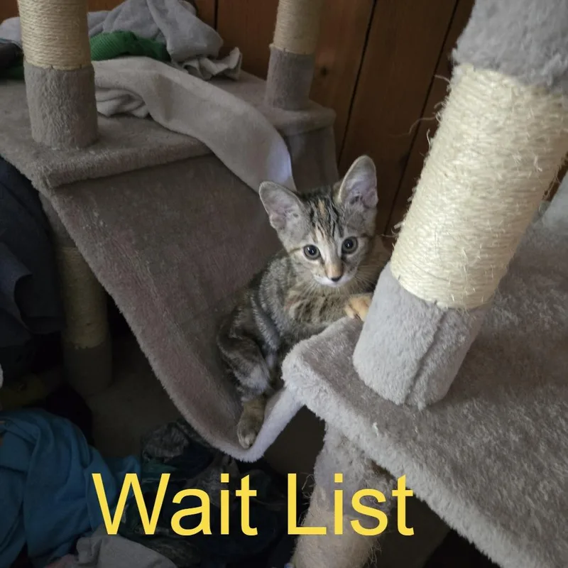 A baby small-sized female Black American Shorthair cat named Ora for adoption in Livingston, TX