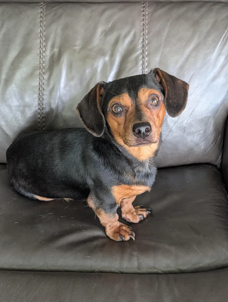 An adult small-sized male Black Miniature Dachshund dog named Bones for adoption in Baton Rouge, LA