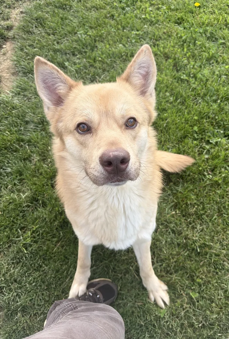 An adult large-sized male Yellow / Tan / Blond / Fawn Shepherd dog named Shiloh for adoption in Seneca, PA