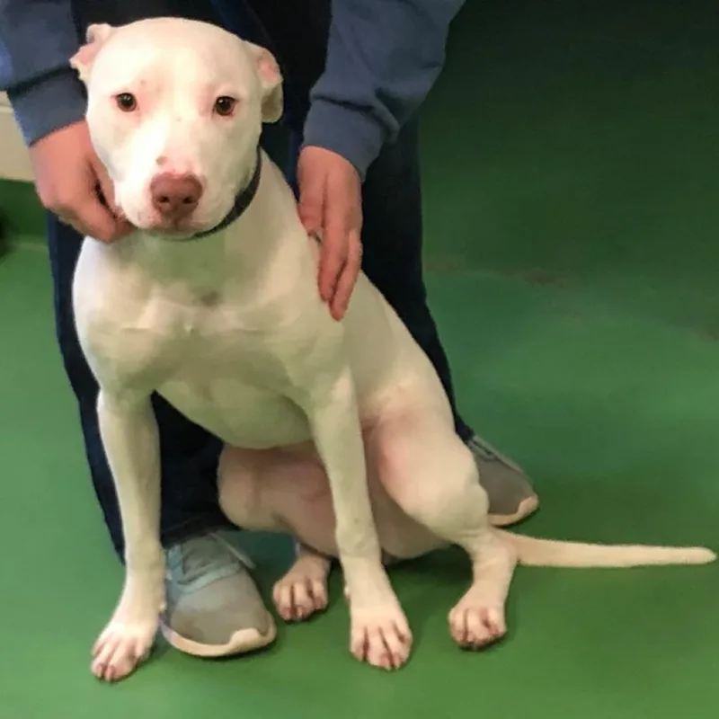 A senior medium-sized female White / Cream Pit Bull Terrier dog named Daisey May for adoption in South Haven, MI