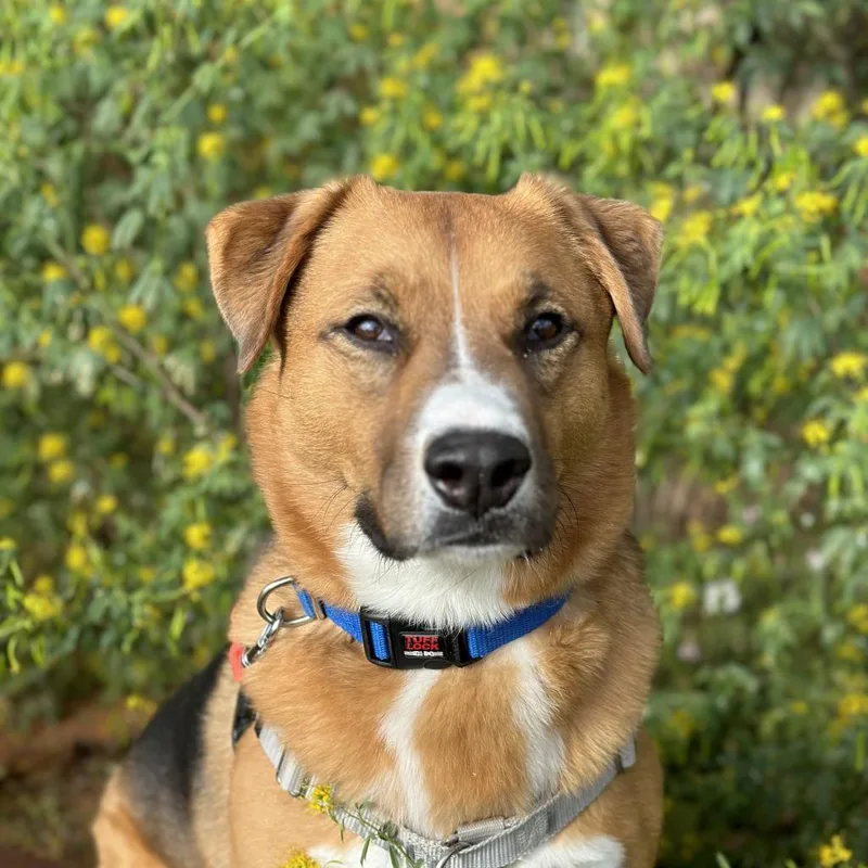 An adult medium-sized male Red / Chestnut / Orange Shepherd dog named Dr. Seuss for adoption in Kanab, UT