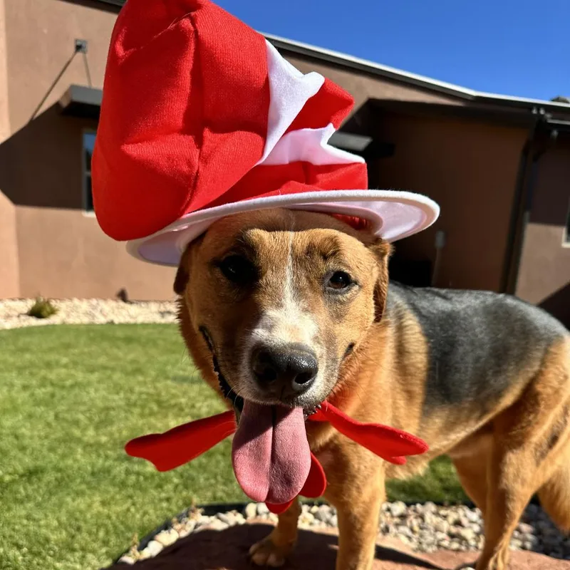 Dr. Seuss thumbnail 3