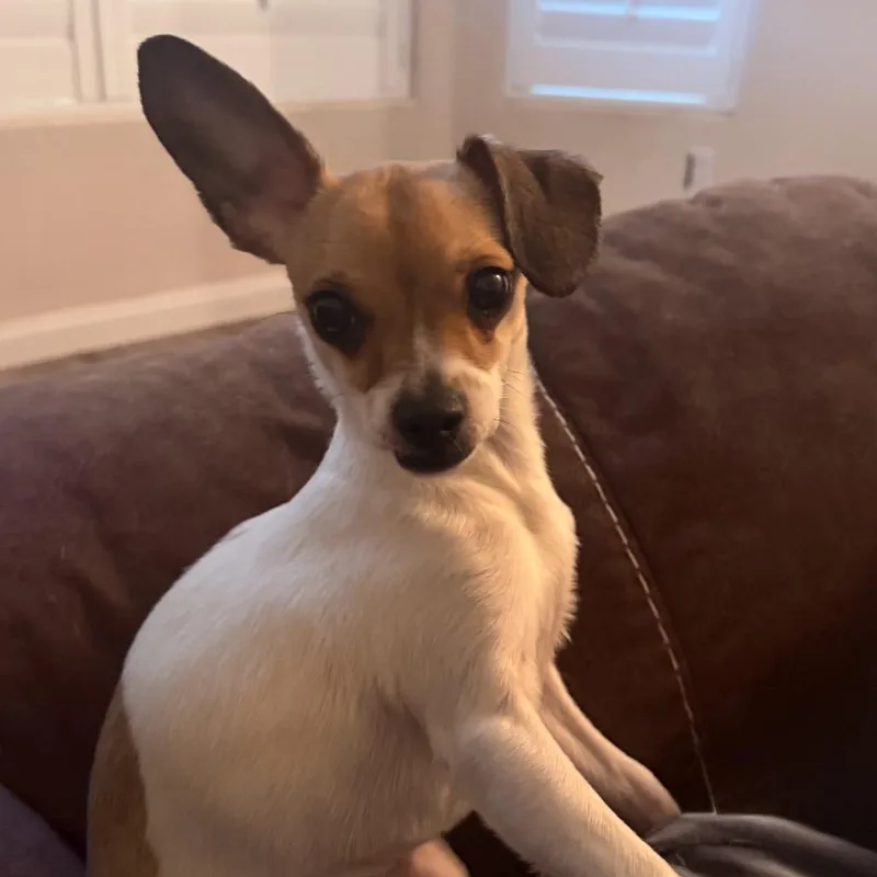 A young small-sized female Brown / Chocolate Chihuahua dog named Bunny for adoption in Las Vegas, NV