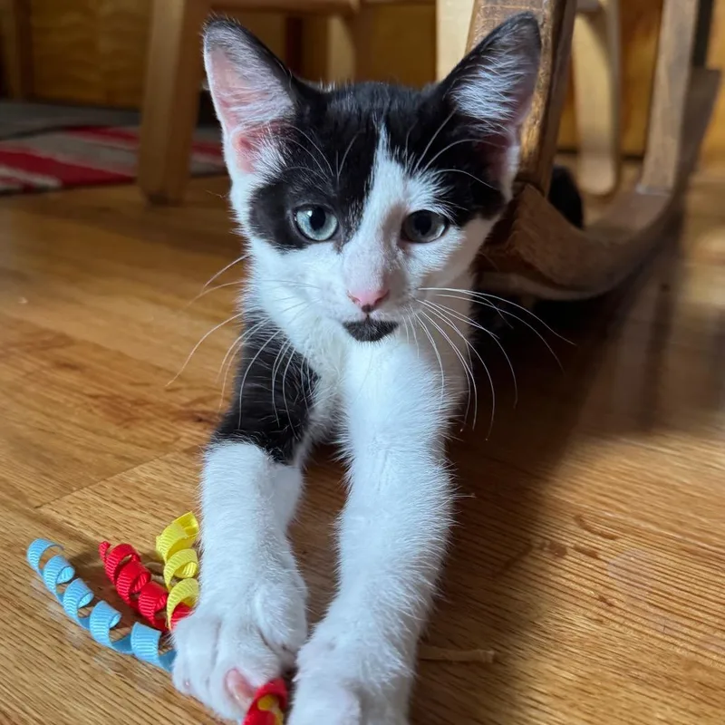 A baby small-sized male Black Domestic Short Hair cat named Ferdinand for adoption in Laramie, WY