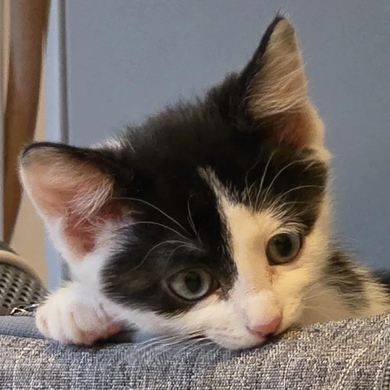 Ferdinand thumbnail 4