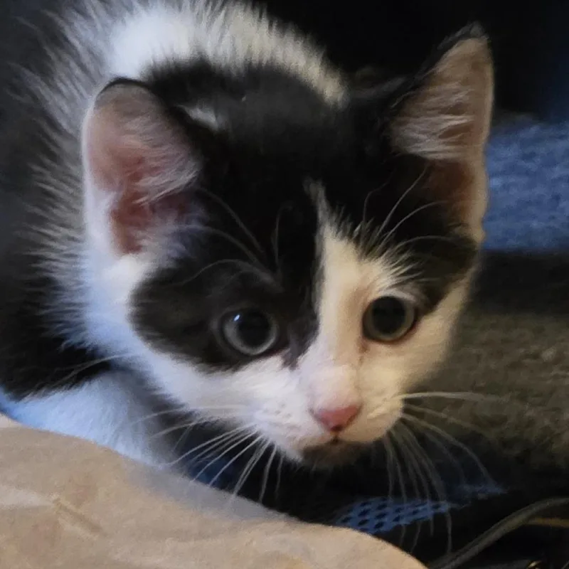 Ferdinand thumbnail 5