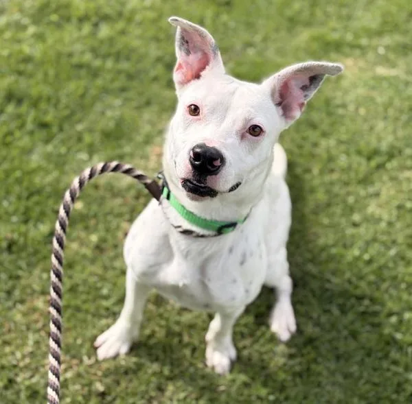 An adult medium-sized female Pit Bull Terrier dog named Twinkle Toes for adoption in Dublin, CA
