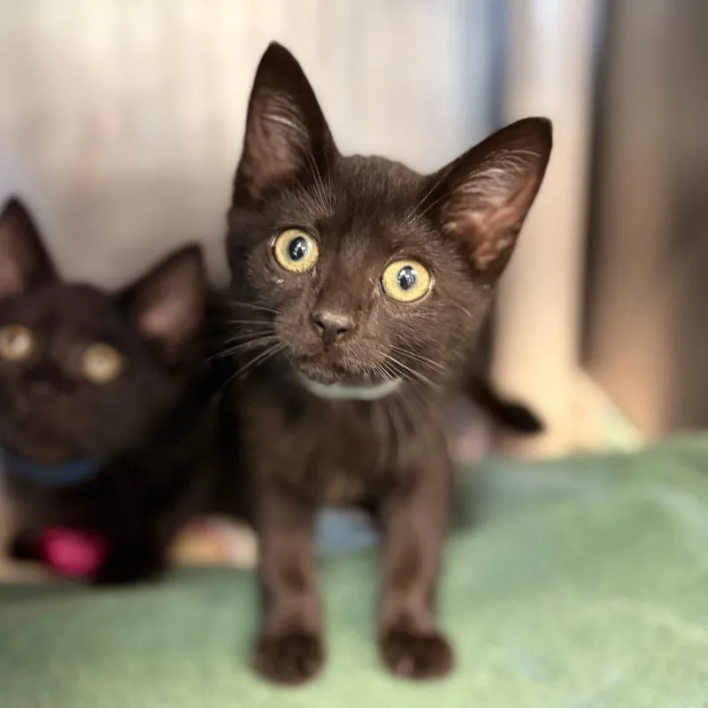 A baby small-sized female Black Domestic Short Hair cat named NightAT PETCO for adoption in Birdsboro, PA