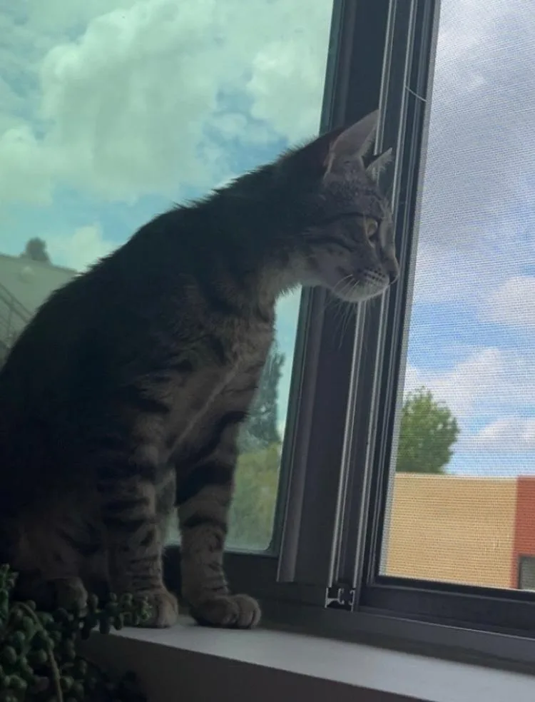 A young medium-sized female Tabby (Gray / Blue / Silver) Domestic Short Hair cat named Abby for adoption in Sherman Oaks, CA