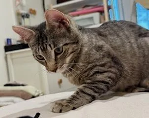 Abby thumbnail 3