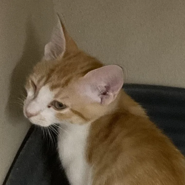 A baby small-sized female Orange / Red Domestic Short Hair cat named Joanie for adoption in Colorado Springs, CO