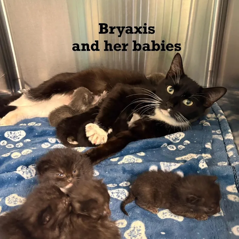 Bryaxis