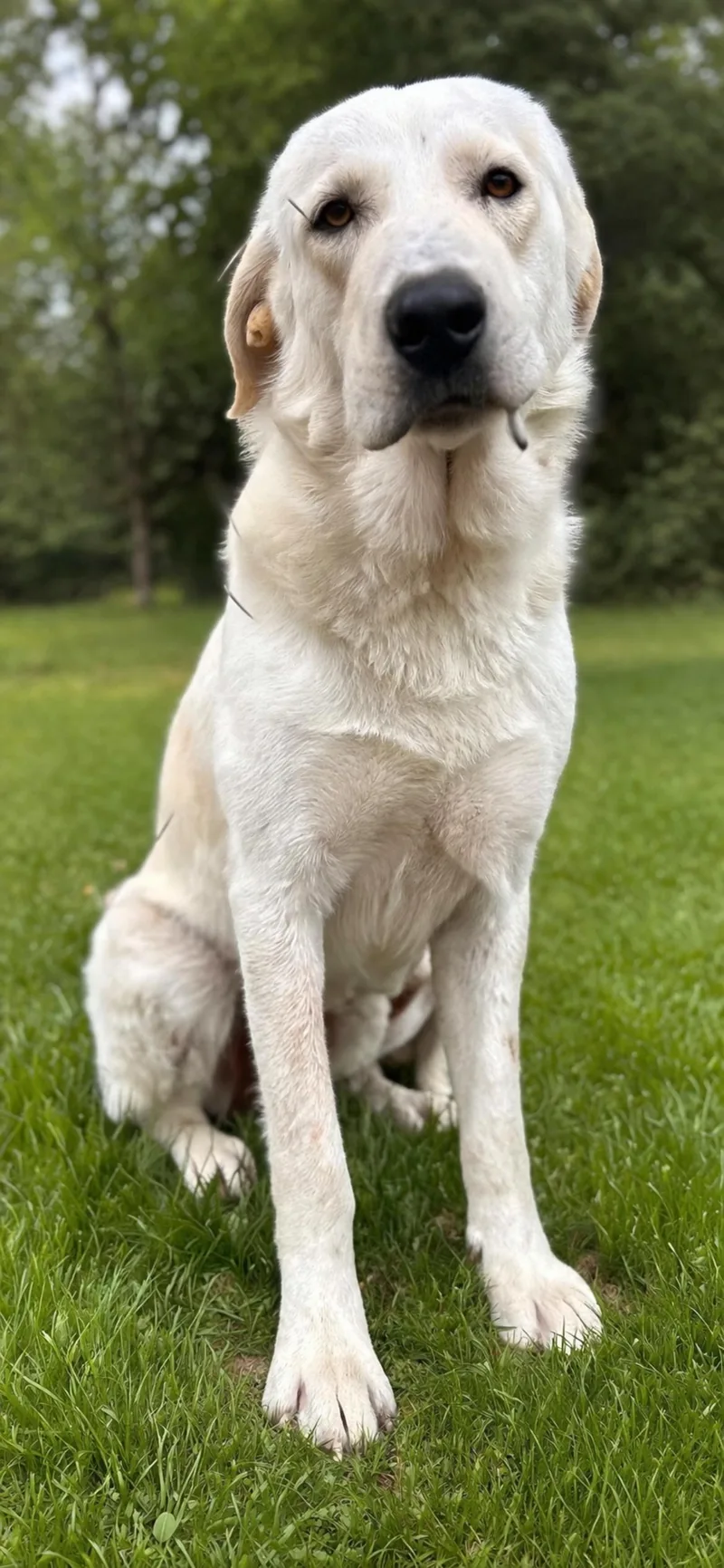 A young large-sized male Great Pyrenees dog named Parker for adoption in conroe, TX