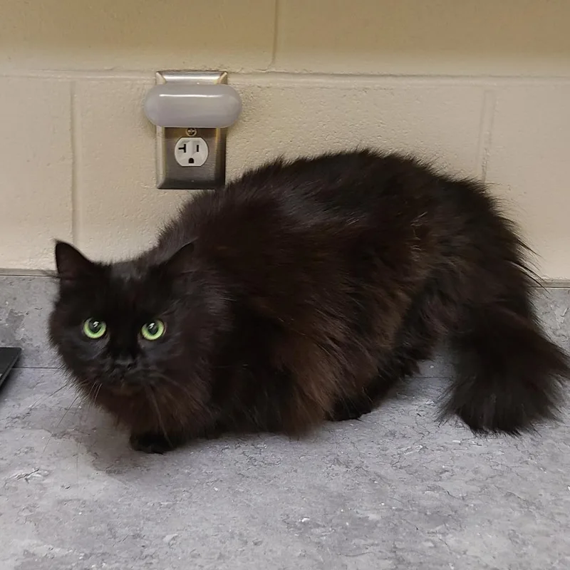 A young medium-sized female Domestic Long Hair cat named Gwendolyn for adoption in Greeneville, TN