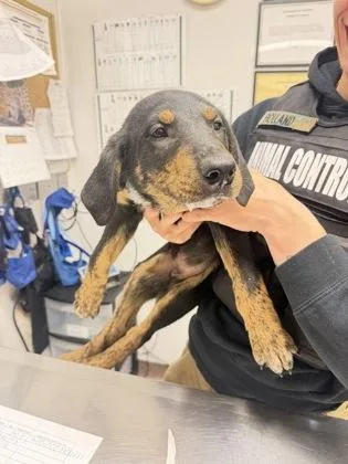 A baby medium-sized male Hound dog named Moses for adoption in South Bend, IN