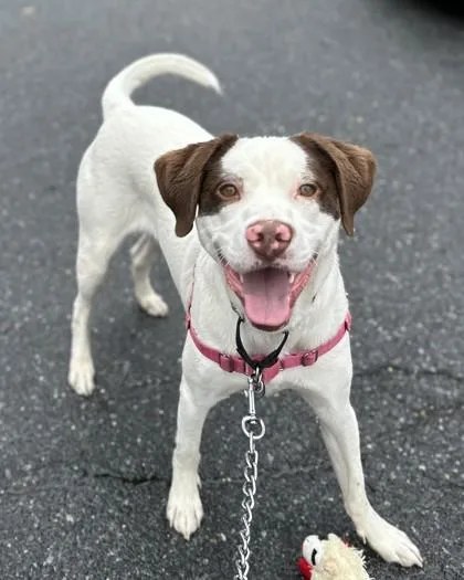 An adult medium-sized male Mixed Breed dog named Bentley for adoption in Washington, DC