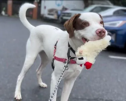 Bentley thumbnail 2