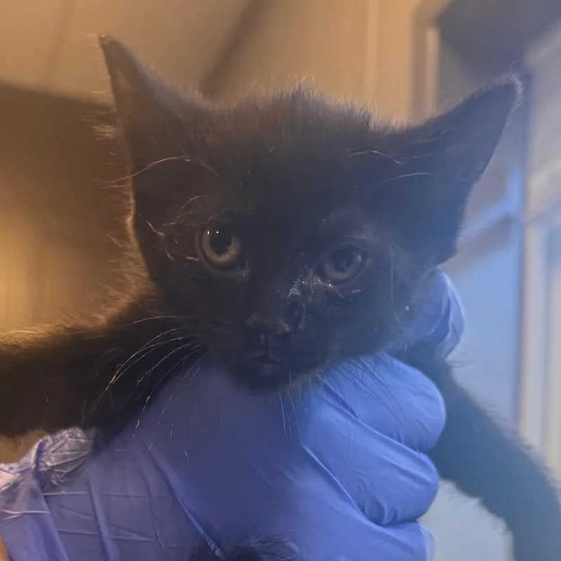 A baby small-sized female Black Domestic Short Hair cat named Honey Balsamic Vinaigrette for adoption in Wilmington, DE
