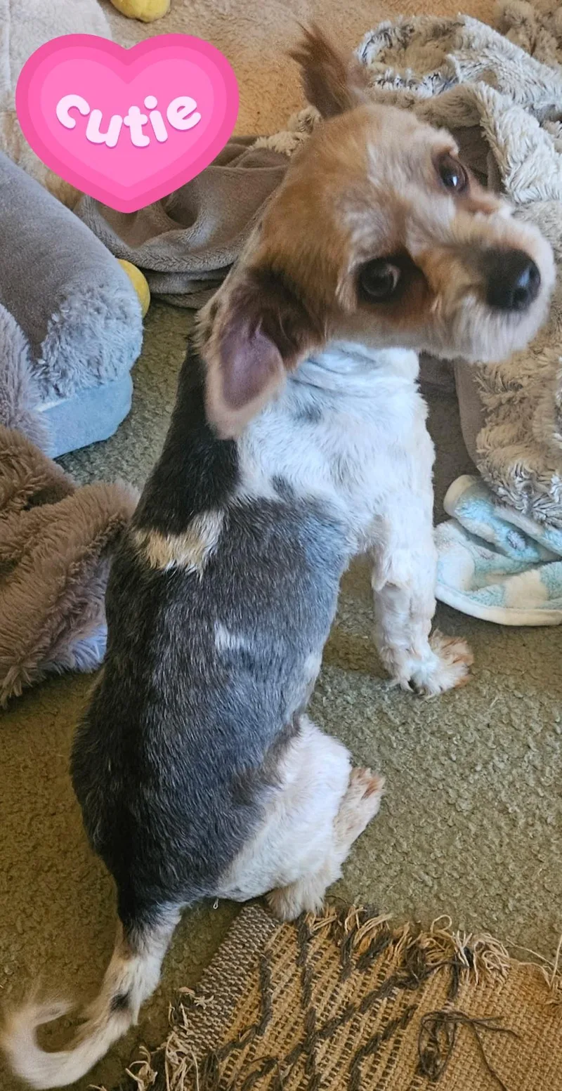 An adult small-sized male Yorkshire Terrier dog named Ziggy for adoption in Richmond, KY