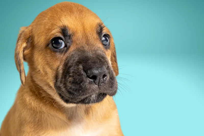 A baby large-sized male Golden Boxer dog named Chad for adoption in Simsbury, CT