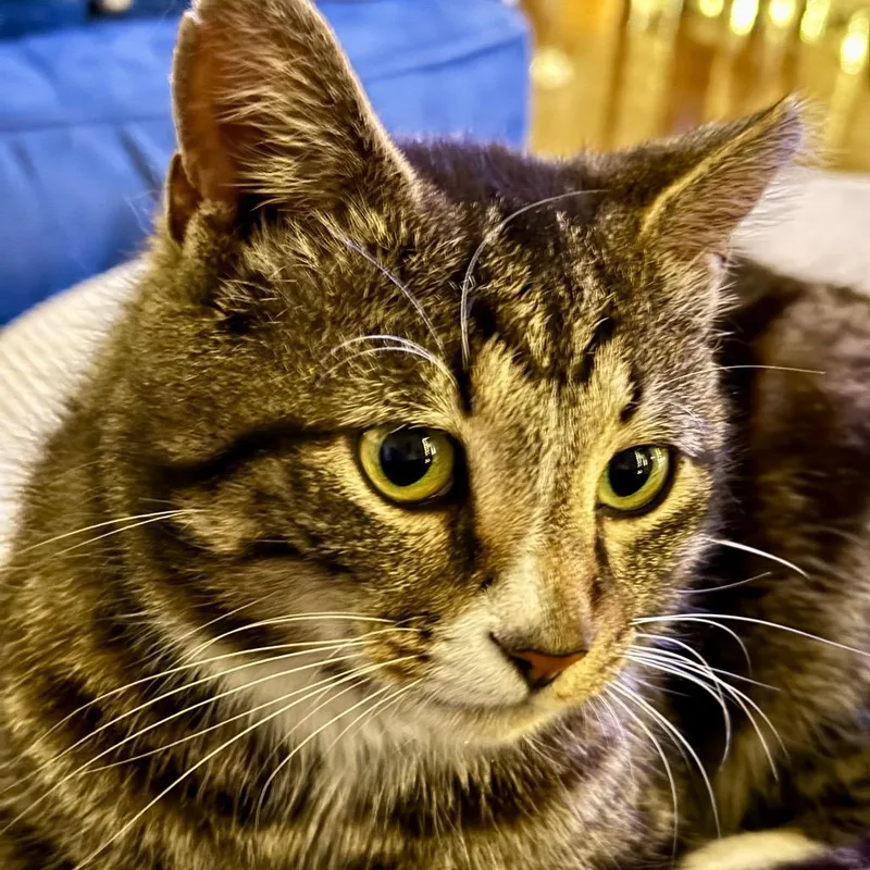 Merlin thumbnail 4