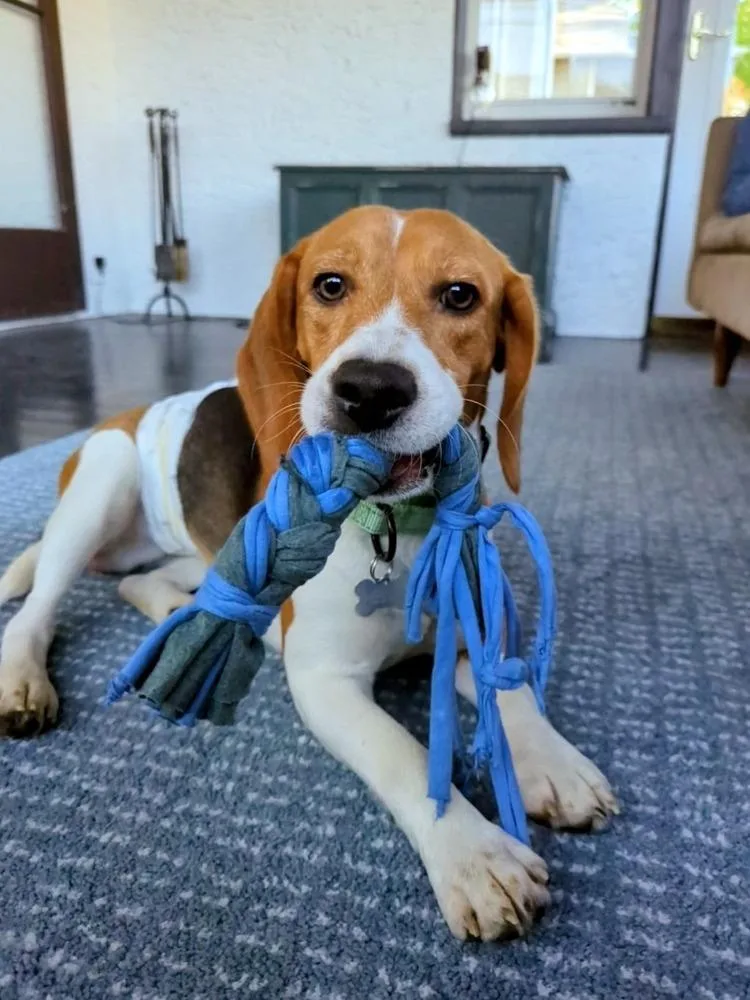 A young medium-sized male Beagle dog named Walden for adoption in Plymouth, MN