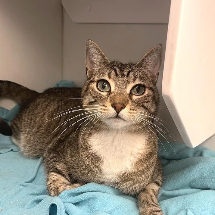 A senior large-sized female Domestic Short Hair cat named Fiora for adoption in Los Angeles, CA