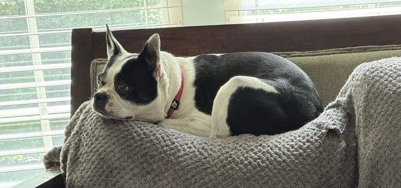 An adult medium-sized female White / Cream Border Terrier dog named Dublin for adoption in Mooresville, NC
