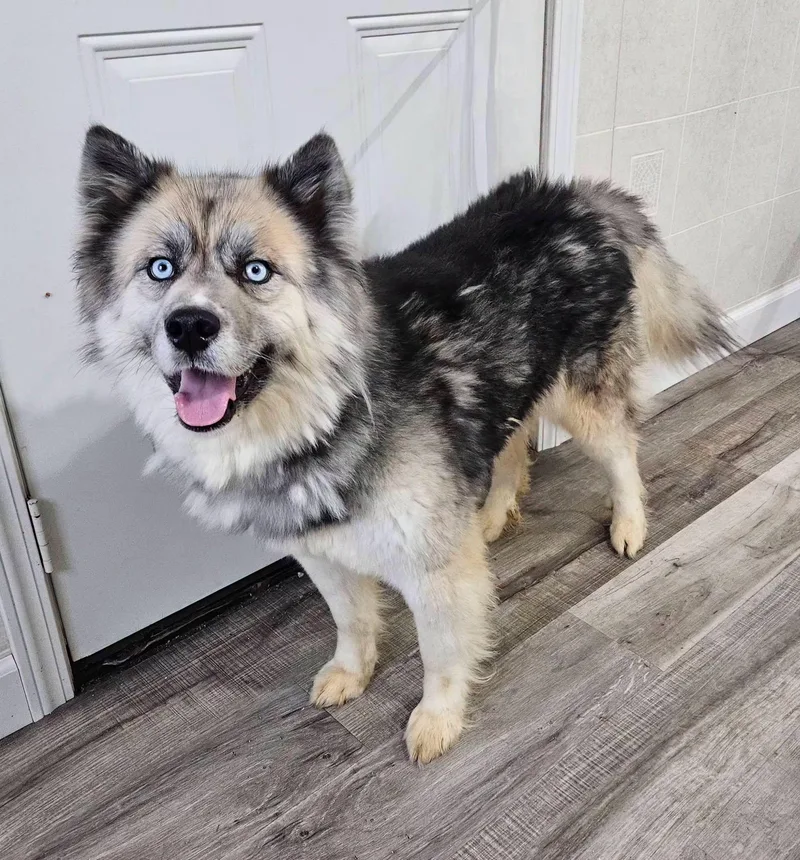 An adult medium-sized female Gray / Blue / Silver Keeshond dog named Whimsy for adoption in Hoopeston, IL