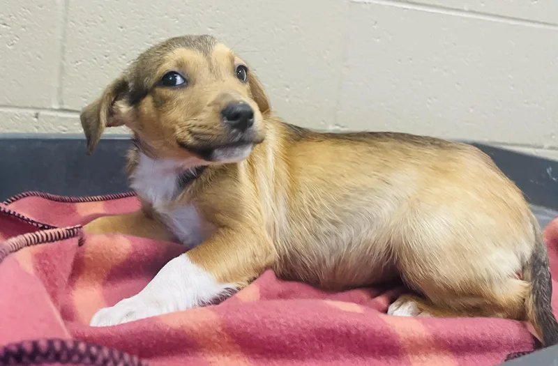 A baby small-sized female Terrier dog named Praline for adoption in Seabrook, TX