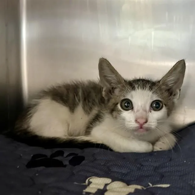 A baby small-sized male Domestic Short Hair cat named Tim for adoption in Riverside, CA