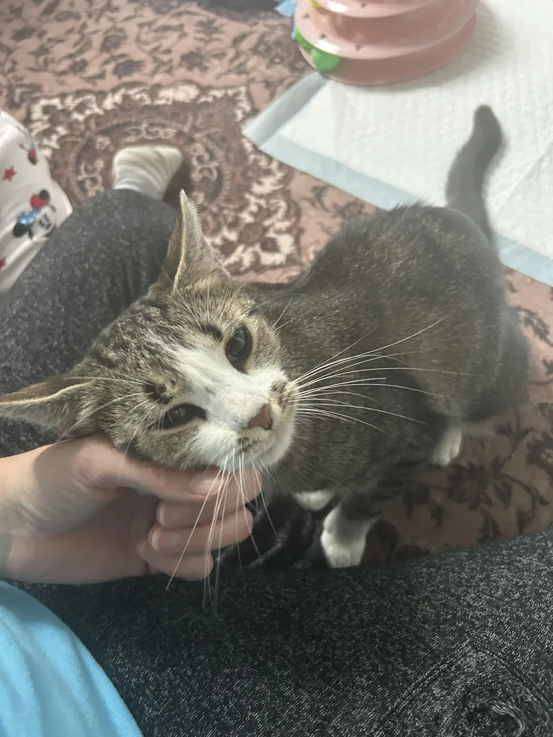 A young medium-sized female Tabby (Brown / Chocolate) Domestic Short Hair cat named Medusa for adoption in Ontario, NY