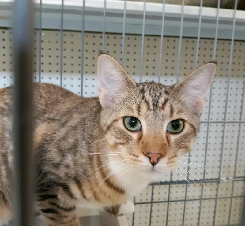 Tippy Toes thumbnail 4