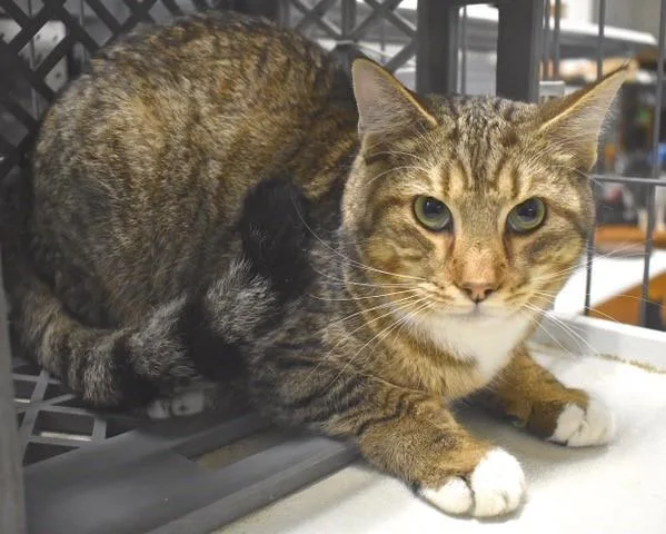 Tippy Toes thumbnail 5