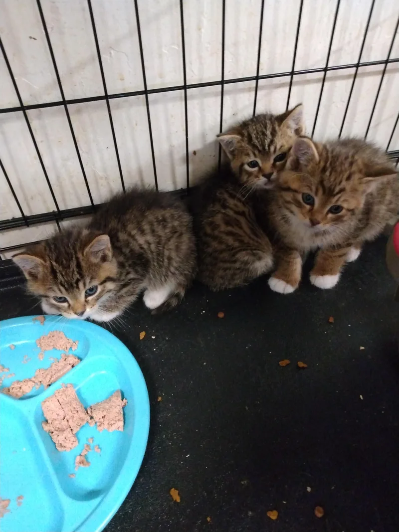 Tippy Toes thumbnail 6