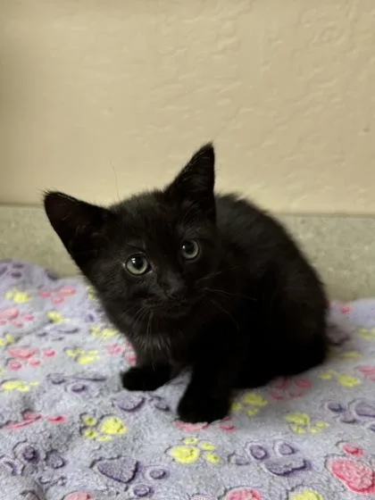 A young small-sized female Domestic Short Hair cat named Betty Spaghetti for adoption in Phoenix, AZ