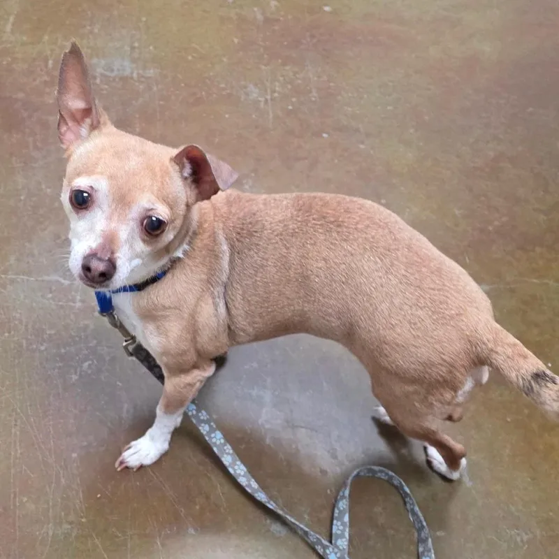 A senior small-sized female Yellow / Tan / Blond / Fawn Rat Terrier dog named Stray HoldLady for adoption in Albuquerque, NM