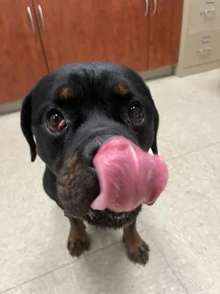 A young large-sized male Rottweiler dog named Apollo for adoption in Hamilton, OH