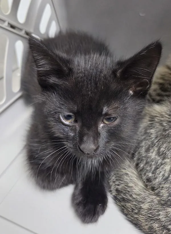 A baby small-sized male Domestic Short Hair cat named Kd for adoption in Lawrenceville, GA