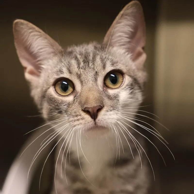 A baby medium-sized male Gray / Blue / Silver Domestic Short Hair cat named Jerry for adoption in Briarcliff Manor, NY