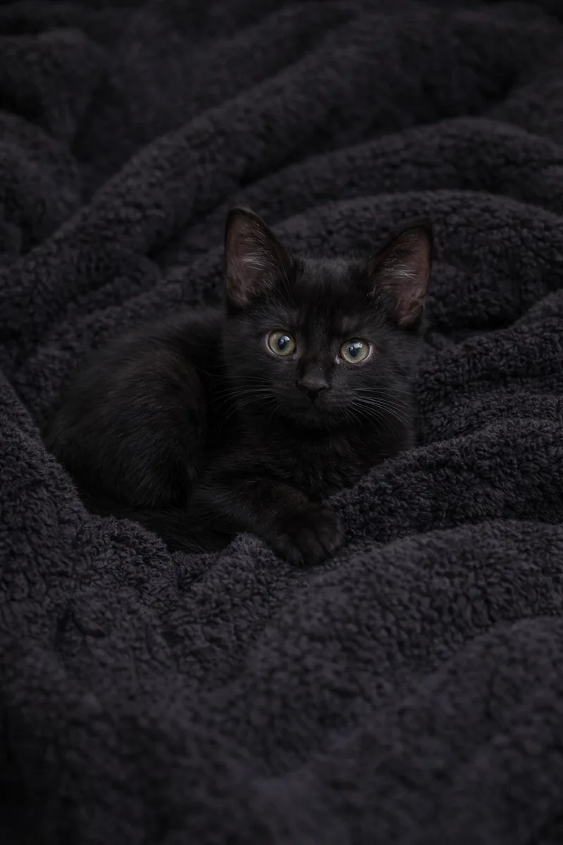 A baby small-sized male Domestic Medium Hair cat named Cardamom for adoption in Rio Linda, CA