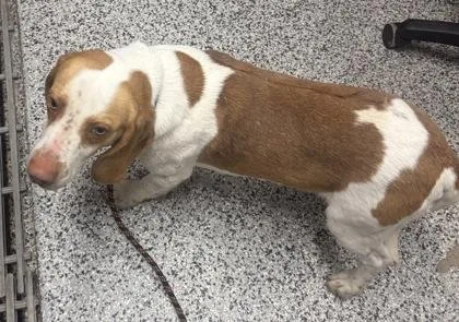 An adult medium-sized male Basset Hound dog named Wilbur for adoption in West Chester, PA