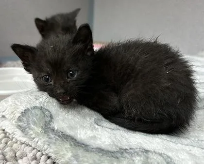 A young small-sized female Domestic Short Hair cat named Orisa for adoption in Phoenix, AZ