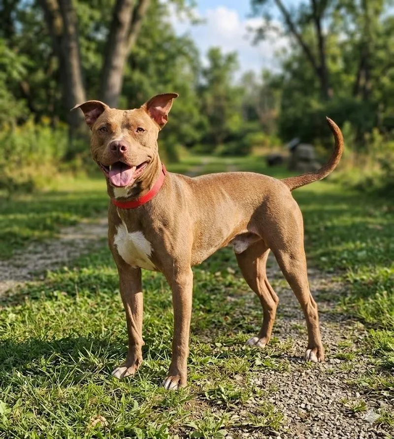 An adult large-sized male Brown / Chocolate Pit Bull Terrier dog named Squeaks for adoption in Wooster, OH