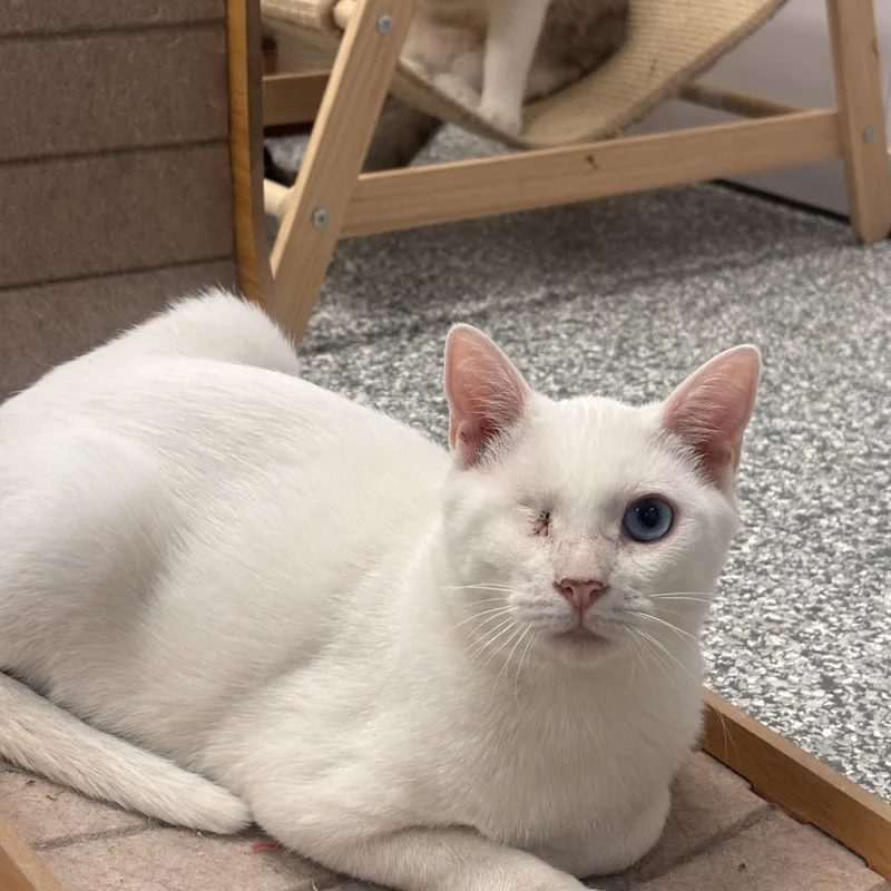 A young medium-sized male White Domestic Short Hair cat named Draco for adoption in Hudsonville, MI