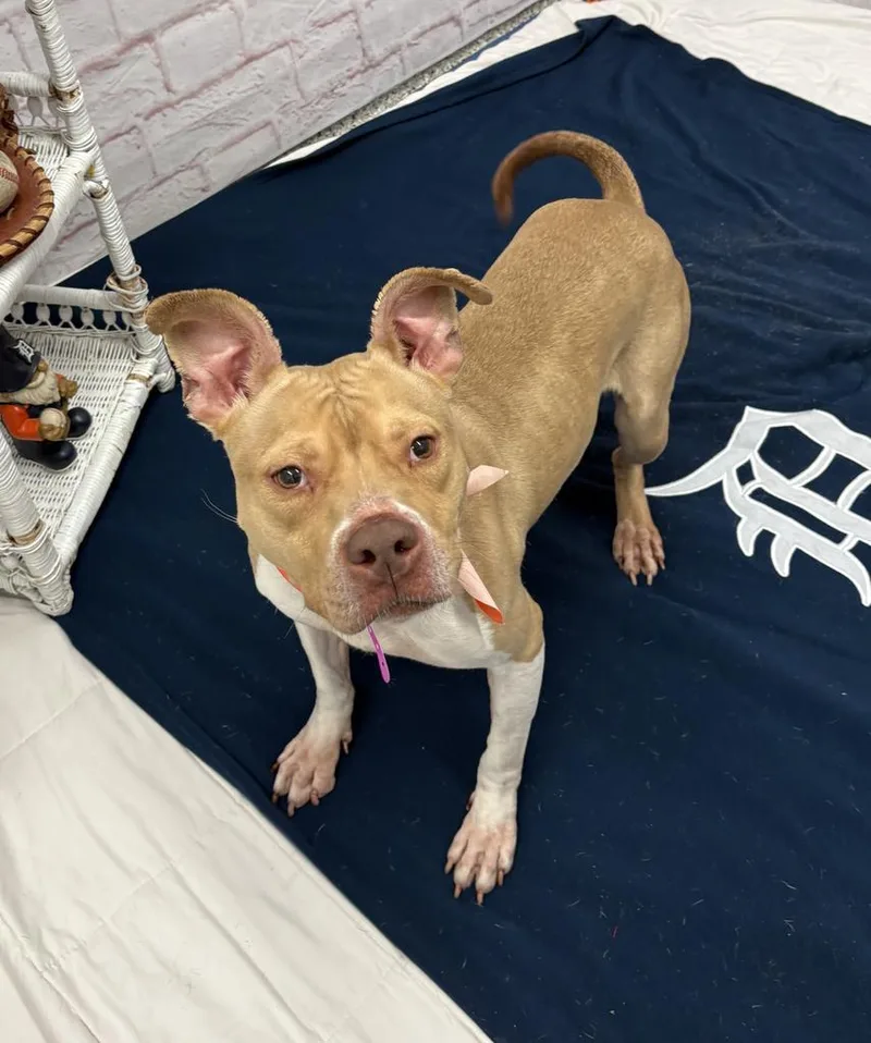 A young medium-sized female Mixed Breed dog named Bryn for adoption in Detroit, MI