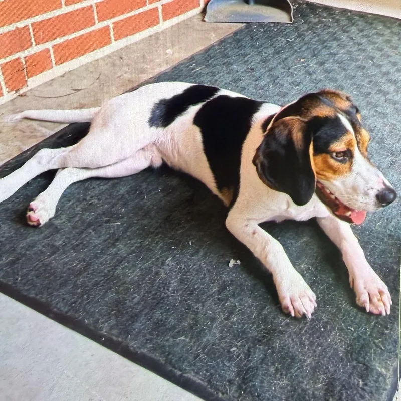 A young small-sized male White / Cream Beagle dog named Buddy the Elf for adoption in Greensboro, NC